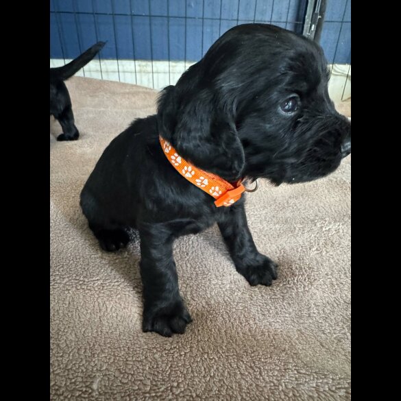 Cocker Spaniel (Working &amp; Show) - Dogs