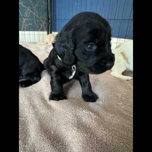 Cocker Spaniel (Working &amp; Show) - Dogs