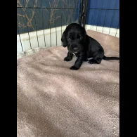 Cocker Spaniel (Working &amp; Show) - Dogs