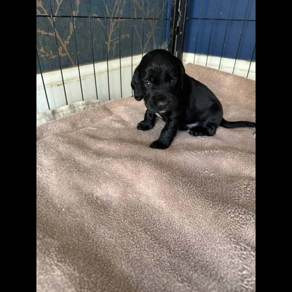 Cocker Spaniel (Working &amp; Show) - Dogs