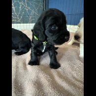 Cocker Spaniel (Working &amp; Show) - Dogs