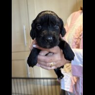 Cocker Spaniel (Working &amp; Show) - Bitches