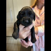 Cocker Spaniel (Working &amp; Show) - Bitches