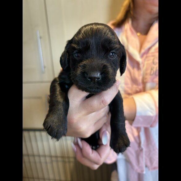 Cocker Spaniel (Working &amp; Show) - Bitches
