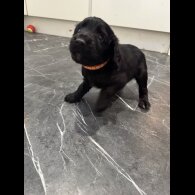 Cocker Spaniel (Working &amp; Show) - Dogs