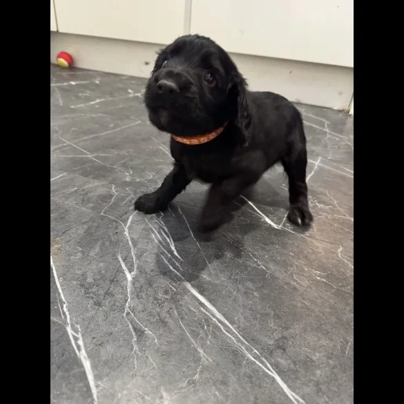 Cocker Spaniel (Working &amp; Show) - Dogs