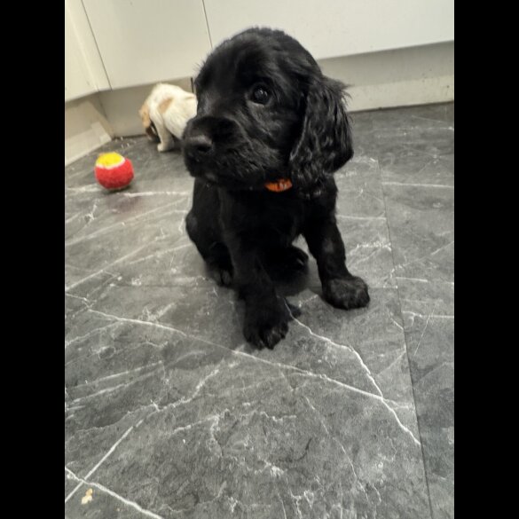 Cocker Spaniel (Working &amp; Show) - Dogs