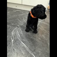 Cocker Spaniel (Working &amp; Show) - Dogs