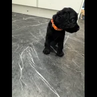Cocker Spaniel (Working &amp; Show) - Dogs