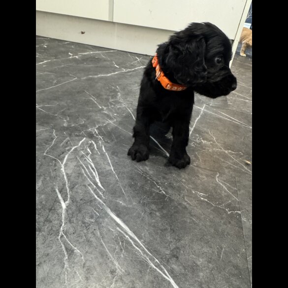 Cocker Spaniel (Working &amp; Show) - Dogs