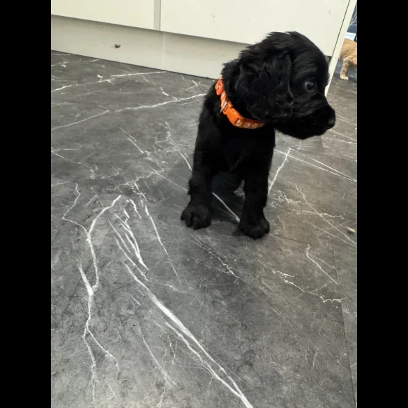 Cocker Spaniel (Working &amp; Show) - Dogs