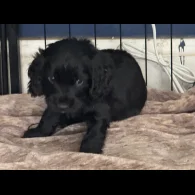 Cocker Spaniel (Working &amp; Show) - Dogs