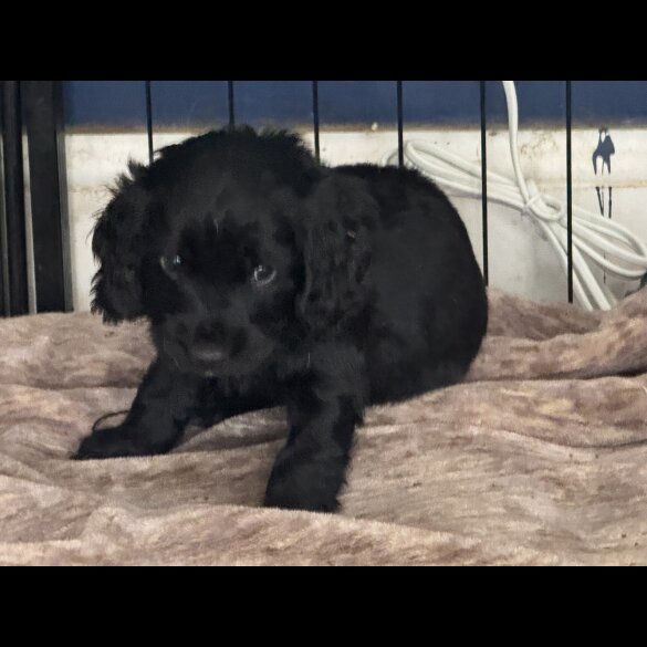 Cocker Spaniel (Working &amp; Show) - Dogs