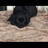 Cocker Spaniel (Working &amp; Show) - Dogs