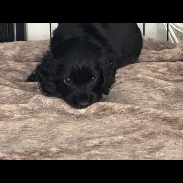 Cocker Spaniel (Working &amp; Show) - Dogs