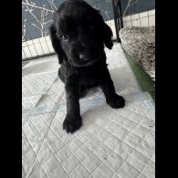 Cocker Spaniel (Working &amp; Show) - Dogs