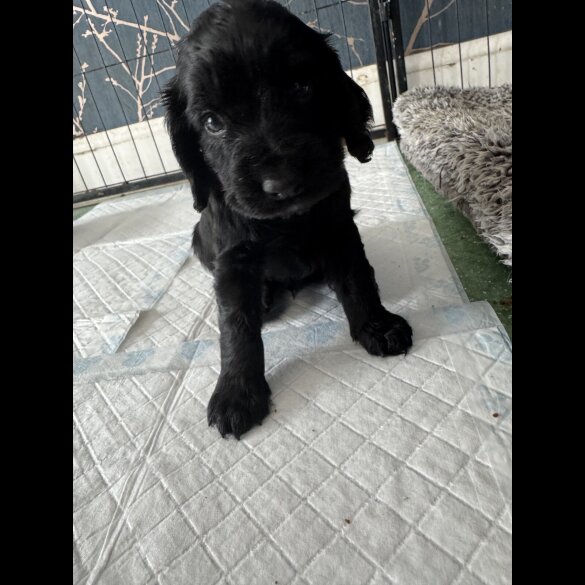 Cocker Spaniel (Working &amp; Show) - Dogs