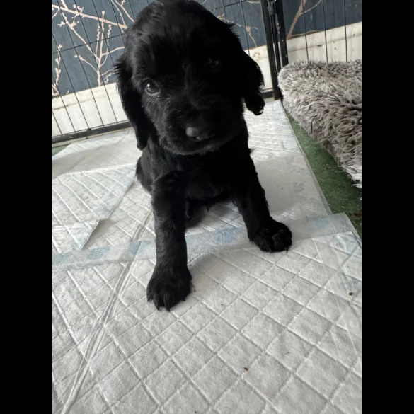 Cocker Spaniel (Working &amp; Show) - Dogs