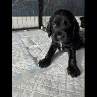 Cocker Spaniel (Working &amp; Show) - Dogs