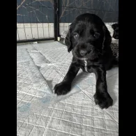 Cocker Spaniel (Working &amp; Show) - Dogs
