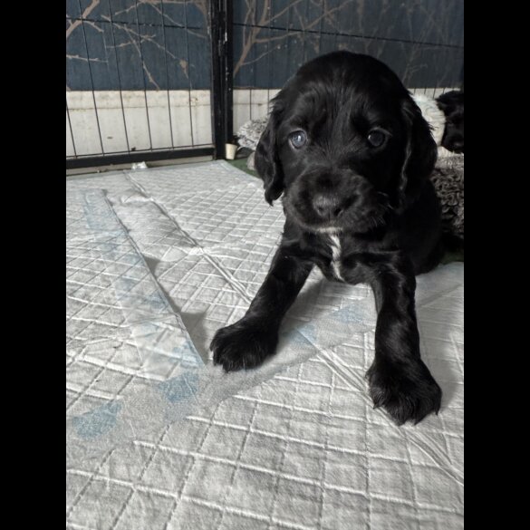 Cocker Spaniel (Working &amp; Show) - Dogs