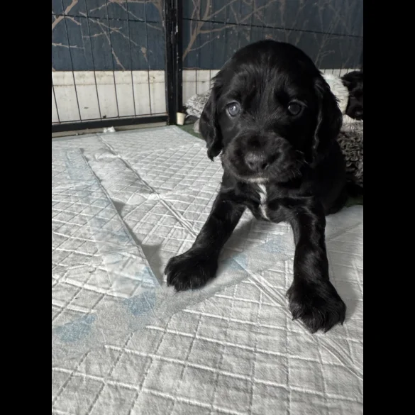 Cocker Spaniel (Working &amp; Show) - Dogs