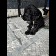 Cocker Spaniel (Working &amp; Show) - Dogs