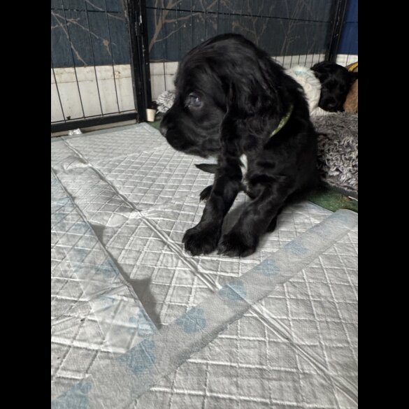 Cocker Spaniel (Working &amp; Show) - Dogs