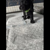 Cocker Spaniel (Working &amp; Show) - Dogs