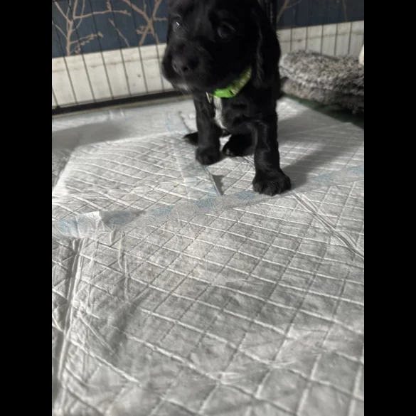 Cocker Spaniel (Working &amp; Show) - Dogs