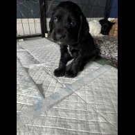Cocker Spaniel (Working &amp; Show) - Dogs