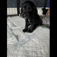 Cocker Spaniel (Working &amp; Show) - Dogs