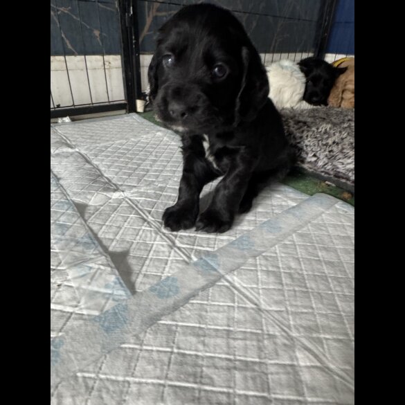 Cocker Spaniel (Working &amp; Show) - Dogs