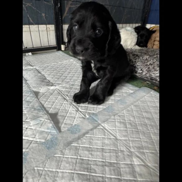 Cocker Spaniel (Working &amp; Show) - Dogs