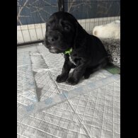 Cocker Spaniel (Working &amp; Show) - Dogs