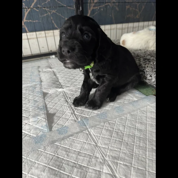 Cocker Spaniel (Working &amp; Show) - Dogs
