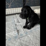 Cocker Spaniel (Working &amp; Show) - Dogs