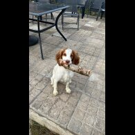 Cockapoo - Both