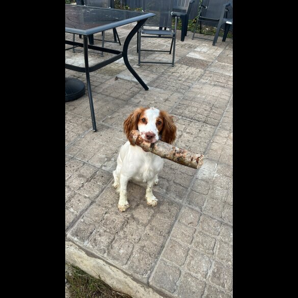 Cockapoo - Both