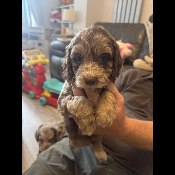 Cockapoo - Both