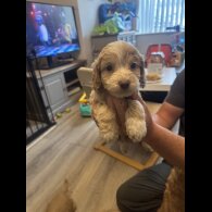 Cockapoo - Both