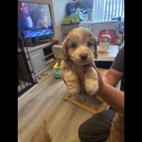 Cockapoo - Both