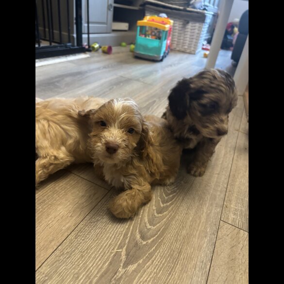 Cockapoo - Both