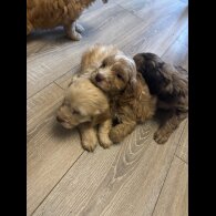 Cockapoo - Both