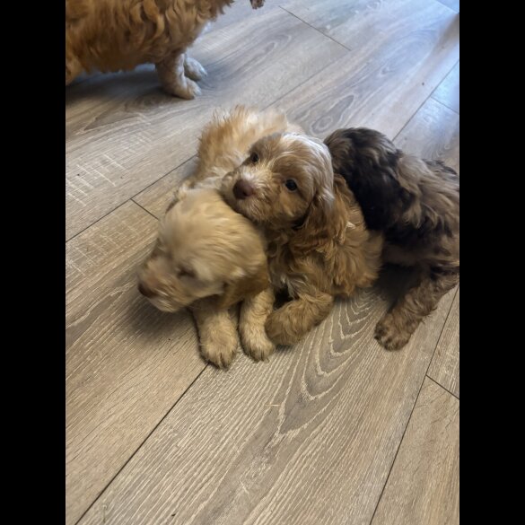 Cockapoo - Both