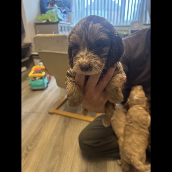 Cockapoo - Both