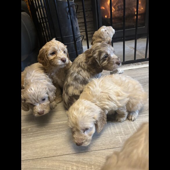 Cockapoo - Both