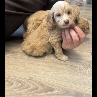 Cockapoo - Both