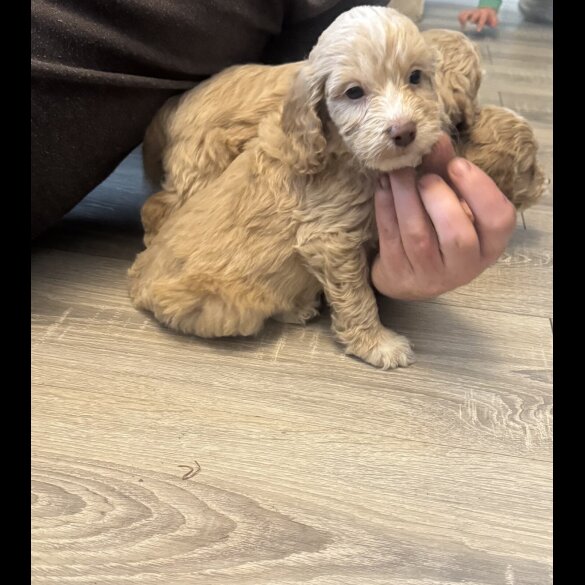 Cockapoo - Both