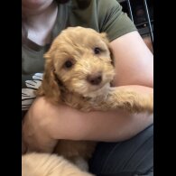 Cockapoo - Both